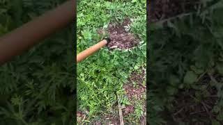 Lever Weeding Magic WeedControl FarmingTips [upl. by Yelena]