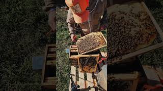 shortvideo short apiculture bee beekeeper farming honey [upl. by Auburta886]