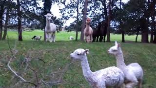 Alpaca Vicugna pacos in Cambridgshire [upl. by Amalburga]