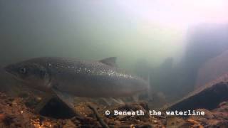 Atlantic Salmon Salmo salar Underwater UK [upl. by Leona988]