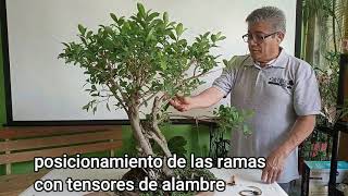 FICUS PERTUSA MANTENIMIENTO 0421 [upl. by Kennie]