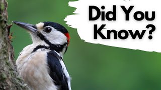 Things you need to know about GREAT SPOTTED WOODPECKERS [upl. by Barrow]