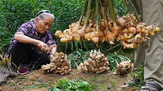 Grandma shares 4 ways to cook ginger｜生薑怎麼做最好吃？阿婆和家人教你4種做法，酸甜鹹味全上｜food f广西 美食 ｜玉林阿婆 [upl. by Fonz]