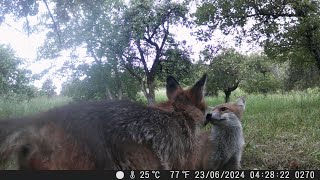 Foxes playing [upl. by Zaragoza]