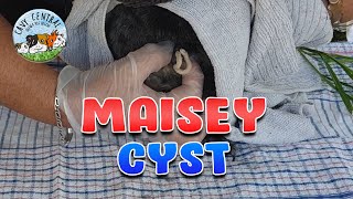 Guinea pig Sebaceous Cyst Removal and weekly updates from Cavy Central guinea pig rescue and Maisey [upl. by Ahsatam]