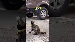 🐈🆚🐦‍⬛🐦‍⬛ Gato vs pájaros  esemajeengasado lacarpetadelosvrgzos humor shorts [upl. by Gnay327]