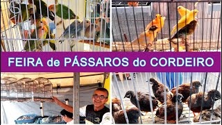 Feira de Pássaros e Gaiolas do Cordeiro passaros criarpassaros feiralivre [upl. by Ellerrehc]