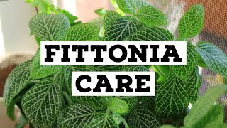 How to care for Fittonia  Nerve plant care [upl. by Dearden]