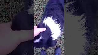 Neighbors Farm Dog Comes for a Visit shorts short farmlife dog farming farmdog farmdogs fyp [upl. by Ayikaz]