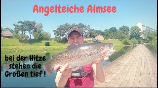 Forellenangeln mit Bodentaster im Sommer am großen See Angelteiche Almsee Powerbait Lachsforellen [upl. by Reizarf46]