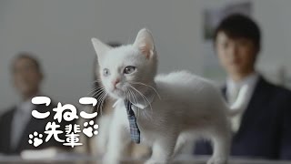 こねこ先輩が大活躍「営業の基本は、相手の懐に」 JAバンクCM [upl. by Ehcrop23]