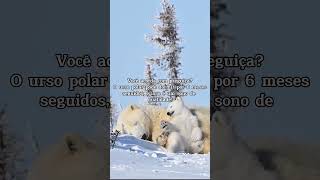 Hibernação de um urso polar curiosidades [upl. by Eelinej]