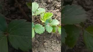 Strawberry tree 🍓 shortvideo nature viralvideo [upl. by Morice]