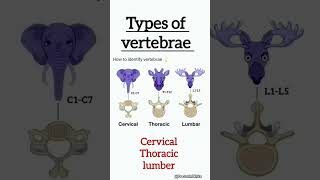 How to identify vertebrae  viralshorts vertebrae cervical thoracic lumbar [upl. by Foscalina799]