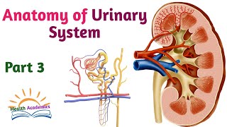 Anatomy of Urinary System Part 3 Helpful Video Lecture with Amharic Speech [upl. by Nellir]