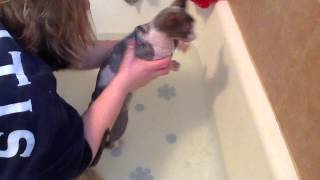 How to bathe a sphynx cat [upl. by Taryn]