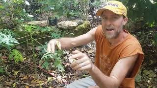 How Relocate Sphinx Moth Caterpillar Papaya Hornworm [upl. by Xonel]