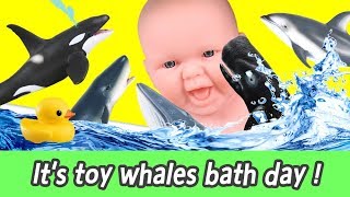 EN Its toy whales bath day lets learn whale names for kids 153ㅣCoCosToy [upl. by Ahsar]