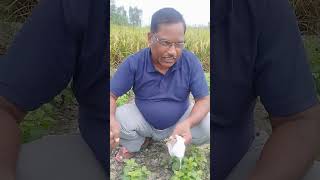 Mentha ki kheti haitrending khetikisanki viralvideo youtube [upl. by Vladimar194]