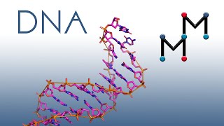 What does DNA REALLY look like 2D Version [upl. by Eirojram557]