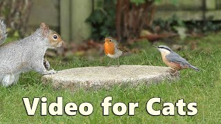 Cat TV  A Perfect Video for Cats to Watch Birds and Squirrels [upl. by Dreda]