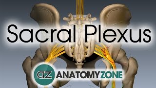 Sacral Plexus  Anatomy Tutorial [upl. by Nnylatsyrc]