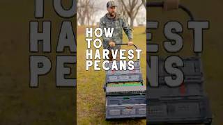 5000 Pecans on ONE TREE Ways to Harvest PECANS pecans [upl. by Sucramed263]