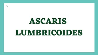 Ascaris lumbricoides microbiology  Ascaris lumbricoides Lifecycle  Ascariasis  Round Worm [upl. by Selmore]