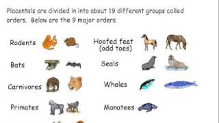 Mammal Classification [upl. by Sillihp532]