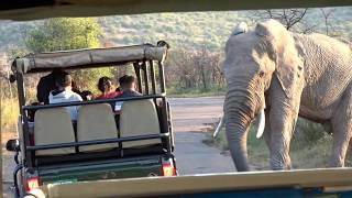 4K Safari Tour At Pilanesberg National Park In South Africa 2019 [upl. by Ardnajela861]