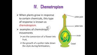 Grade 10 biology response in plantsHormones in Amharic [upl. by Weibel]