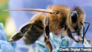 Bee Venom Can Kill HIV Study Says [upl. by Mott]