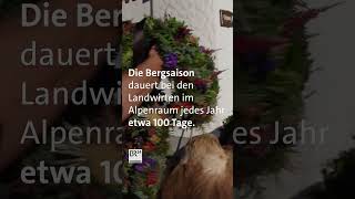 Die Bergsaison ist vorbei Viehscheid im Allgäu  BR24 Shorts [upl. by Kariv]