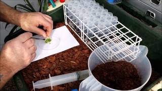 PLANTING PLEIONE ORCHID PROTOCORMS DIRECTLY FROM FLASK TO PEAT [upl. by Geithner]