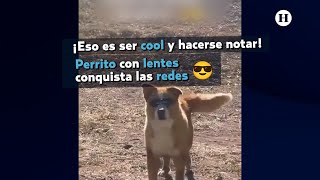 Perrito con lentes de sol conquista las redes [upl. by Reseda516]