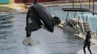 Marineland Antibes  Valentin Training Session [upl. by Greeson555]