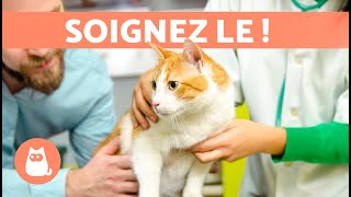 TEIGNE chez le CHAT  7 REMÃˆDES MAISONS ðŸ± [upl. by Ultan]