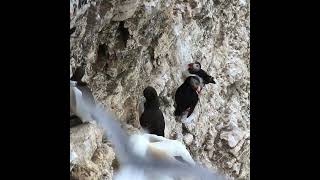 The Puffins of Bempton Cliffs Short  birds  puffins  nature  survival [upl. by Jammie]