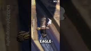 Top 5 Peregrine falcon attacks 🥶🔥 peregrinefalcon hunting [upl. by Aicinod]