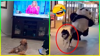 Videos Graciosos De Perros 😂 Videos De Risa De Animales [upl. by Kipton157]