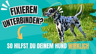 Hundebegegnung Fixieren unterbinden [upl. by Misha]