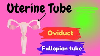 Uterine Tube  Tubal blockage  Tubal pregnancy [upl. by Htaras]