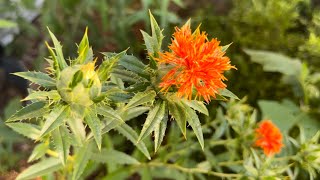 Safflower Seed to Flower to Harvest Carthamus tinctoria  The Bittersweet Gardens [upl. by Ahsiema]