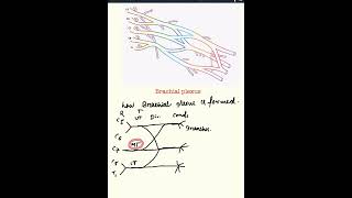 Brachial plexus anatomyuppperlimbmbbsmbbs1styear [upl. by Iney]