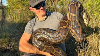 16 foot MONSTER python pulled out of the everglades [upl. by Nomelc]