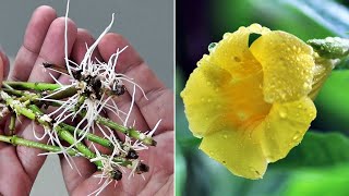 EASIEST Way to GROW Allamanda from Cuttings [upl. by Afnin893]