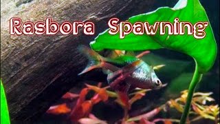 Harlequin Rasbora Spawning  Live footage [upl. by Jaimie]