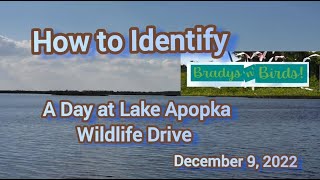 Orlandos Hidden Gem  Lake Apopka Wildlife Drive virtual birding tour [upl. by Aleksandr293]