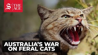 Invasive Feral Cats In Australia TurboEvolving [upl. by Anotyal953]