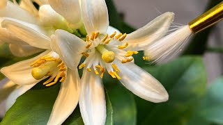 Hand Pollinating Meyer Lemon Tree  Indoor Gardening shorts [upl. by Atinel]